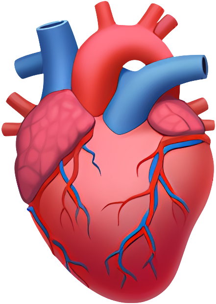heart