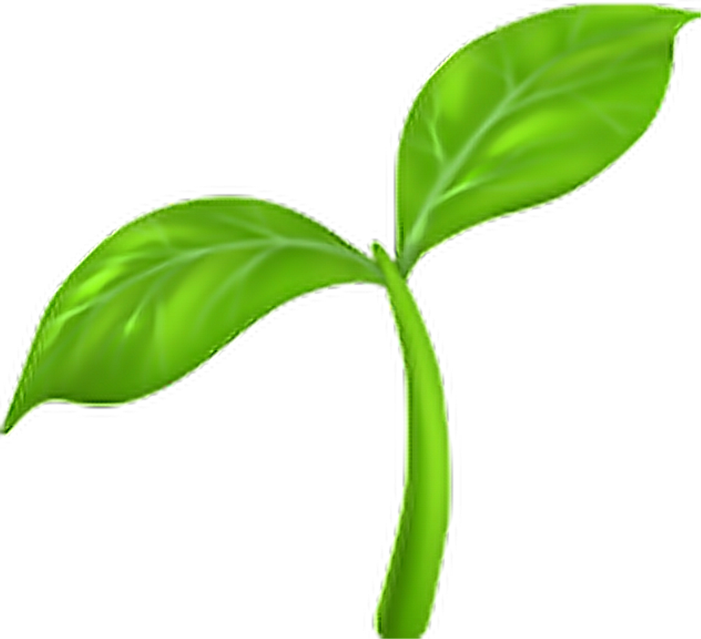 seedling